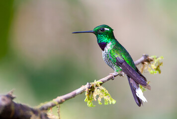 Fototapeta premium Purple-bibbed Whitetip, Urosticte benjamini
