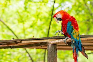 Colorful scarlet macaw perched on a wooden branch in a lush green natural environment. Perfect for wildlife, nature, and exotic bird themes.