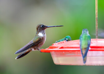 Brown Inca, Coeligena wilsoni