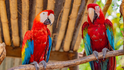Fototapeta premium Two scarlet macaws perched on a branch, displaying vibrant red, blue, and yellow feathers in a natural setting.