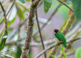Orange-breasted Fruiteater, Pipreola jucunda