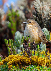 Tawny Antpitta, Grallaria quitensis quitensis