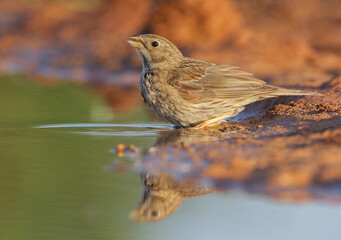 Corn Bunting, Emberiza calandra