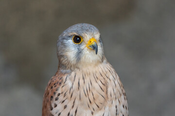 European kestrel also known as Eurasian kestrel or Old World kestrel, close up detailed shot in natural habitat