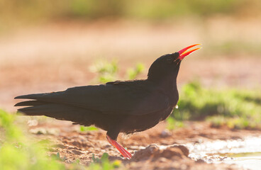 Red-billed Chough, Pyrrhocorax pyrrhocorax