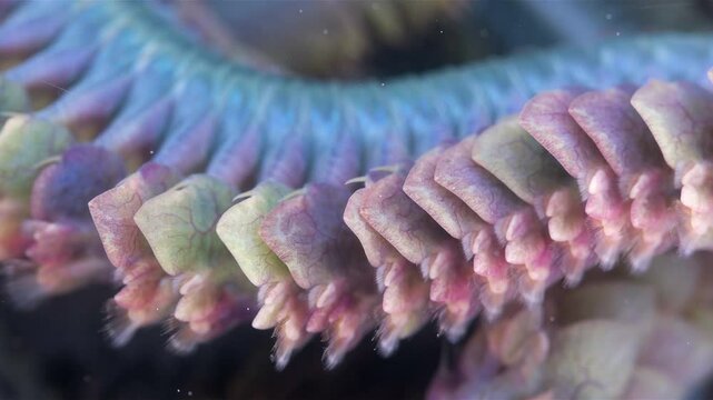 Worm Polychaeta Nereis virens (Alitta virens) from family Nereididae close-up. Many beautiful worms squirm. White Sea