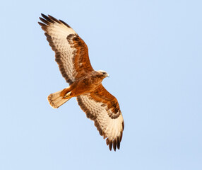 Steppebuizerd, Steppe Buzzard, Buteo buteo vulpinus