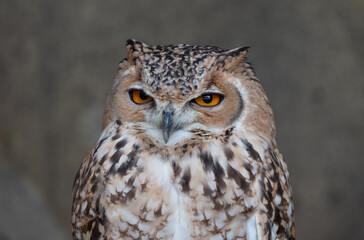 Desert Eagle Owl or Pharaoh eagle-owl in it's natural Middle Eastern environment