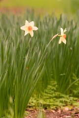 Two Daffodils: Elegant Spring Flowers in Bloom