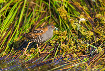 Kleinst Waterhoen; Baillon's Crake; Porzana pusilla