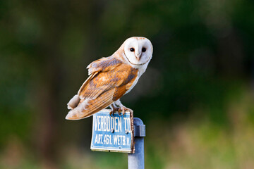 Kerkuil, Barn Owl, Tyto alba