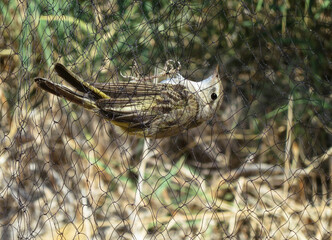 Balkanbergfluiter, Balkan's Warbler, Phylloscopus orientalis