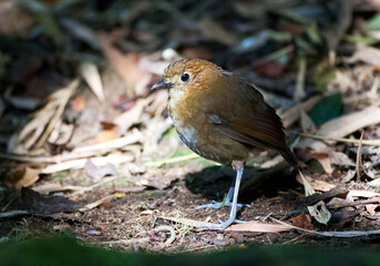 Obraz premium Caldasmierpitta, Brown-banded Antpitta, Grallaria milleri