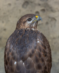 Long-Legged Buzzard (Buteo rufinus) close up detailed shot in natural habitat