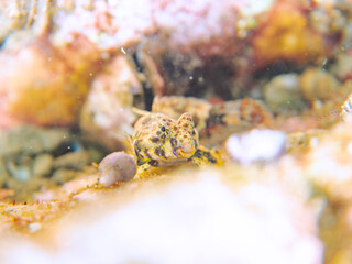 可愛いコウワンテグリ（ネズッポ科）の幼魚他。
英名学名：Ocellated dragonet, Neosynchiropus ocellatus
静岡県伊豆半島賀茂郡南伊豆町中木ヒリゾ浜2024年
