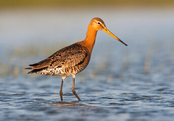 Grutto, Black-tailed Godwit, Limosa limosa