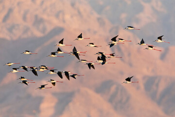 Steltkluut, Black-winged Stilt, Himantopus himantopus