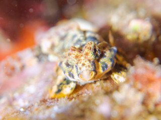 可愛いコウワンテグリ（ネズッポ科）の幼魚他。
英名学名：Ocellated dragonet, Neosynchiropus ocellatus
静岡県伊豆半島賀茂郡南伊豆町中木ヒリゾ浜2024年
