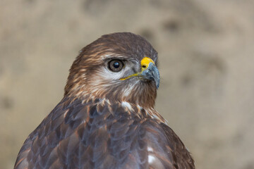 Long-Legged Buzzard (Buteo rufinus) close up detailed shot in natural habitat
