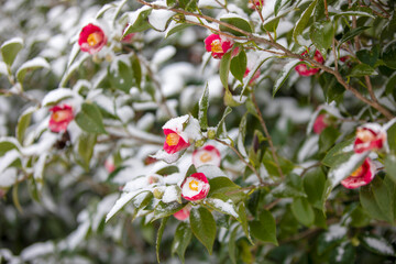 눈속에서 아름답게 피어난 동백꽃의 모습입니다