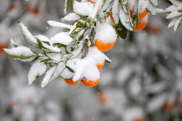 폭설이 내려 눈 속에 묻혀 있는 감귤의 모습입니다