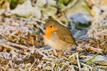 Roodborst, European Robin, Erithacus rubecula