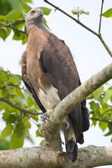 Grote Rivierarend, Grey-headed Fish-eagle, Icthyophaga ichthyaetus