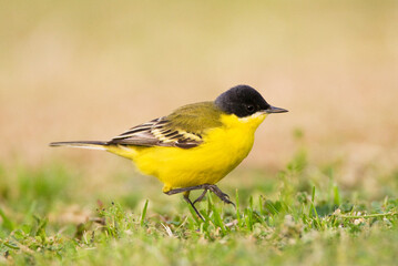 Obraz premium Noordse Gele Kwikstaart; Grey-headed Wagtail; Motacilla thunbergi