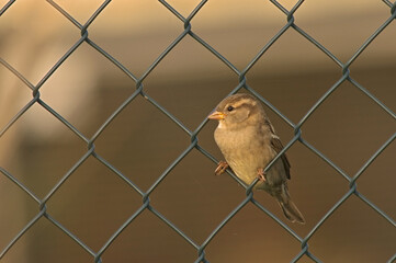 House Sparrow, Huismus, Passer domesticus
