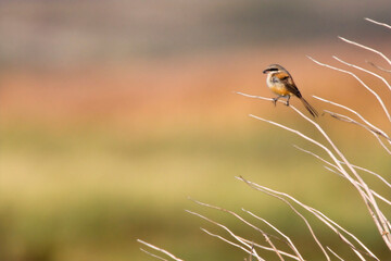 Langstaartklauwier, Long-tailed Shrike, Lanius schach