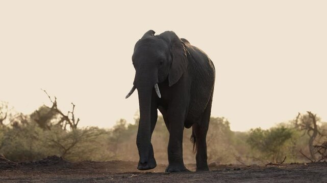 an African elephant approaching the waterhole
