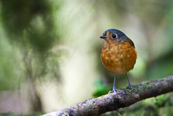 Grijskapdwergmierpitta, Slate-crowned Antpitta, Grallaricula nana
