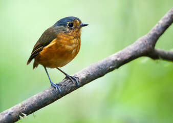 Grijskapdwergmierpitta, Slate-crowned Antpitta, Grallaricula nana