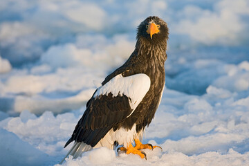 Steller-zeearend, Stellers Sea-eagle, Haliaeetus pelagicus