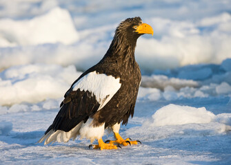 Steller-zeearend, Stellers Sea-eagle, Haliaeetus pelagicus