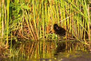 Porseleinhoen, Spotted Crake, Porzana porzana