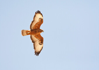 Steppebuizerd, Steppe Buzzard, Buteo buteo vulpinus