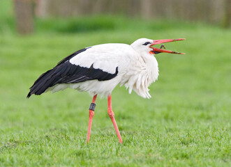 Ooievaar, White Stork, Ciconia ciconia