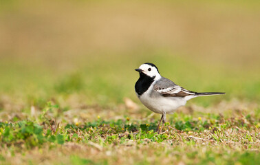 Fototapeta premium Witte kwikstaart, White Wagtail, Motacilla alba