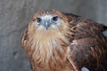 Long-Legged Buzzard (Buteo rufinus) close up detailed shot in natural habitat