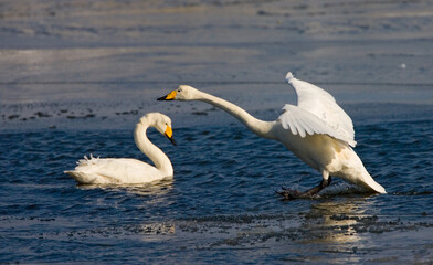 Whooper Swan, Wilde zwaan, Cygnus cygnus