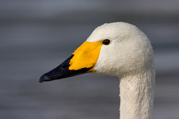 Obraz premium Wilde zwaan, Whooper Swan, Cygnus cygnus