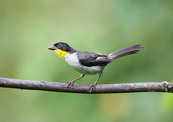 Fototapeta premium Witnekstruikgors, White-naped Brush-Finch, Atlapetes albinucha
