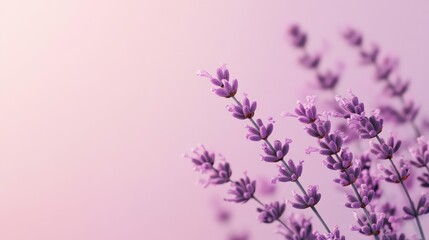 Obraz premium Delicate lavender blooms against a soft, pastel background, evoking tranquility and the beauty of nature.
