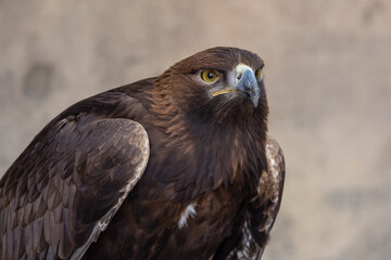 Golden Eagle (Aquila chrysaetos) bird of prey close up detailed shot. 