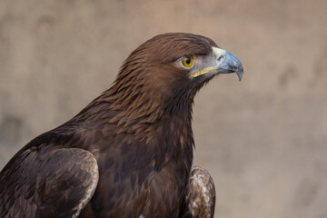 Golden Eagle (Aquila chrysaetos) bird of prey close up detailed shot