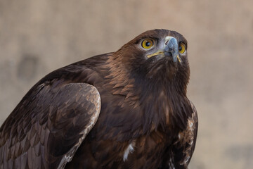 Golden Eagle (Aquila chrysaetos) bird of prey close up detailed shot