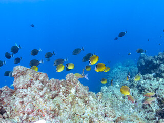 美しいチョウチョウウオ（チョウチョウウオ科）の群れ他。
英名学名：Oriental ButterflyFish (Chaetodon aurites)
美しいニザダイ（ニザダイ科）他の群れ。
英名学名：Sawtail (Prionurus scalprum)
静岡県伊豆半島賀茂郡南伊豆町中木ヒリゾ浜2024年
