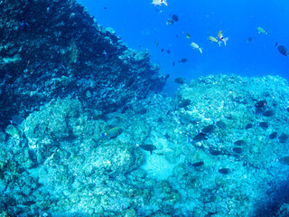 逆光の美しいホウライヒメジ（ヒメジ科）他の群れ。
英名学名：Whitesaddle goatfish (Parupeneus ciliatus)
静岡県伊豆半島賀茂郡南伊豆町中木ヒリゾ浜2024年

