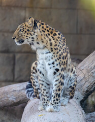 Leopard in captivity at Emirates Park Zoo, United Arab Emirates